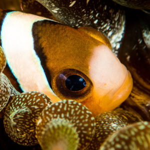 Clark's anemonefish face close-up among anemone tentacles, Puerto Galera, Mindoro, Philippines