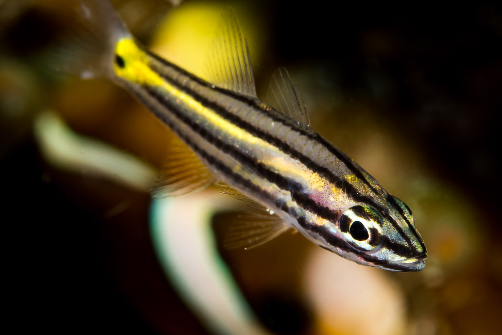 Five-lined cardinalfish in diagonal profile, blurred background, Puerto Galera, Mindoro, Philippines