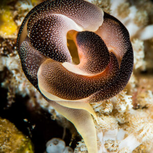 Céphalaspidé enroulé en spirale sur un corail mou, vertical, Puerto Galera, Mindoro, Philippines