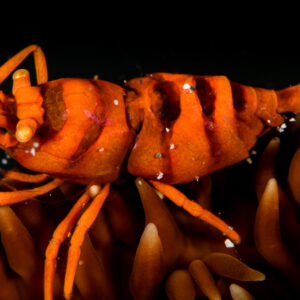 Crevette orange zébrée du corail fouet, fond noir, Puerto Galera, Mindoro, Philippines