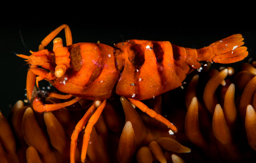 Orange banded whip coral shrimp on whip coral, black background, Puerto Galera, Mindoro, Philippines