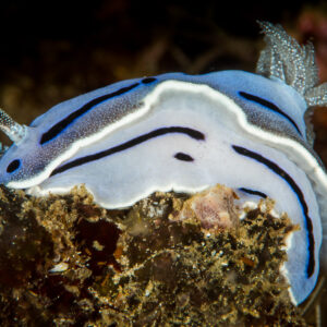 Chromodoris de Willan escaladant une roche, vue de profil, Puerto Galera, Mindoro, Philippines
