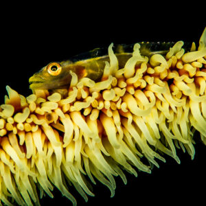 Whip coral goby on yellow whip coral polyps, black background, Puerto Galera, Mindoro, Philippines