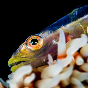 Whip coral goby head close-up among white polyps, Puerto Galera, Mindoro, Philippines