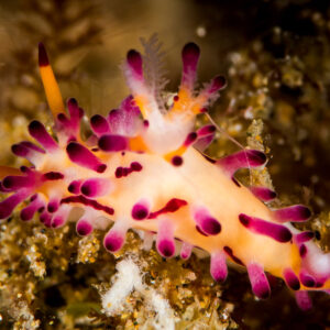 Aegires villosus aux papilles magenta rampant sur des algues, Puerto Galera, Mindoro, Philippines