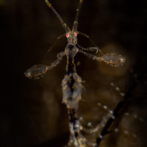 Skeleton shrimp upright with antennae raised on black, vertical, Puerto Galera, Mindoro, Philippines