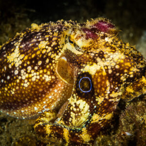 Ocellate octopus showing its eyespot on sand at night, Puerto Galera, Mindoro, Philippines