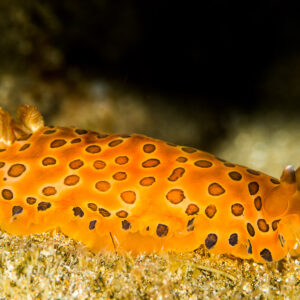 Doris orange à taches sombres cerclées rampant sur le sable, Puerto Galera, Mindoro, Philippines