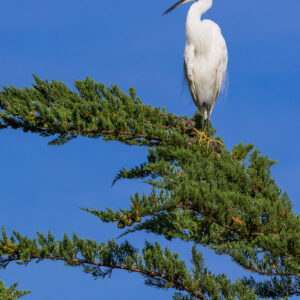 Aigrette garzette perchée au sommet d’une branche de conifère sur ciel bleu profond, Le Croisic, Bretagne, France