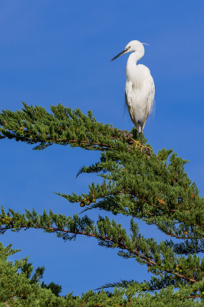 Little egret perched atop a conifer branch against deep blue sky, Le Croisic, Brittany, France