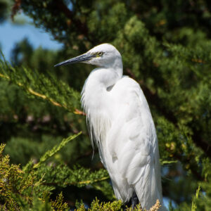 Close portrait of little egret nestled in dense conifer foliage, Le Croisic, Brittany, France