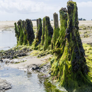Gros plan vertical de pieux couverts d’algues vertes au bord d’une flaque, Le Croisic, Bretagne, France