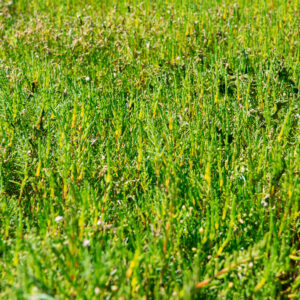 Full-frame close-up of dense green glasswort shoots, Le Croisic, Brittany, France