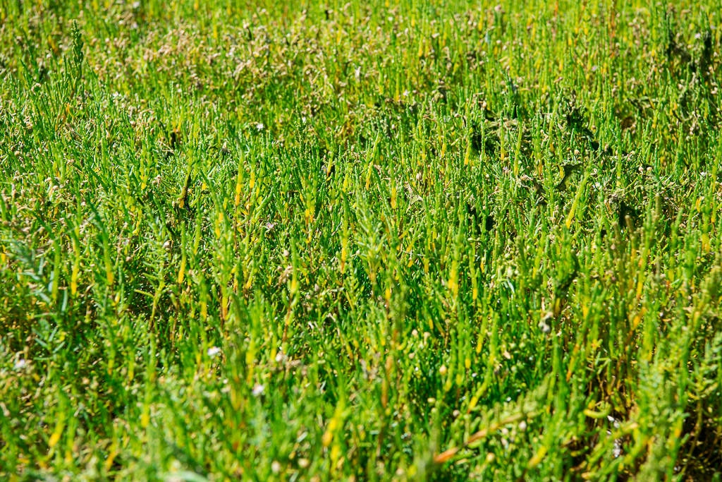 Full-frame close-up of dense green glasswort shoots, Le Croisic, Brittany, France
