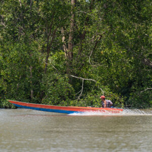 Red and blue wooden longboat speeding past riverside mangrove trees, Maratua, Kalimantan (Borneo), Indonesia