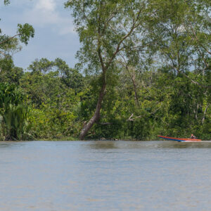 Small speedboat dwarfed by tall riverbank forest, wide view, Maratua, Kalimantan (Borneo), Indonesia