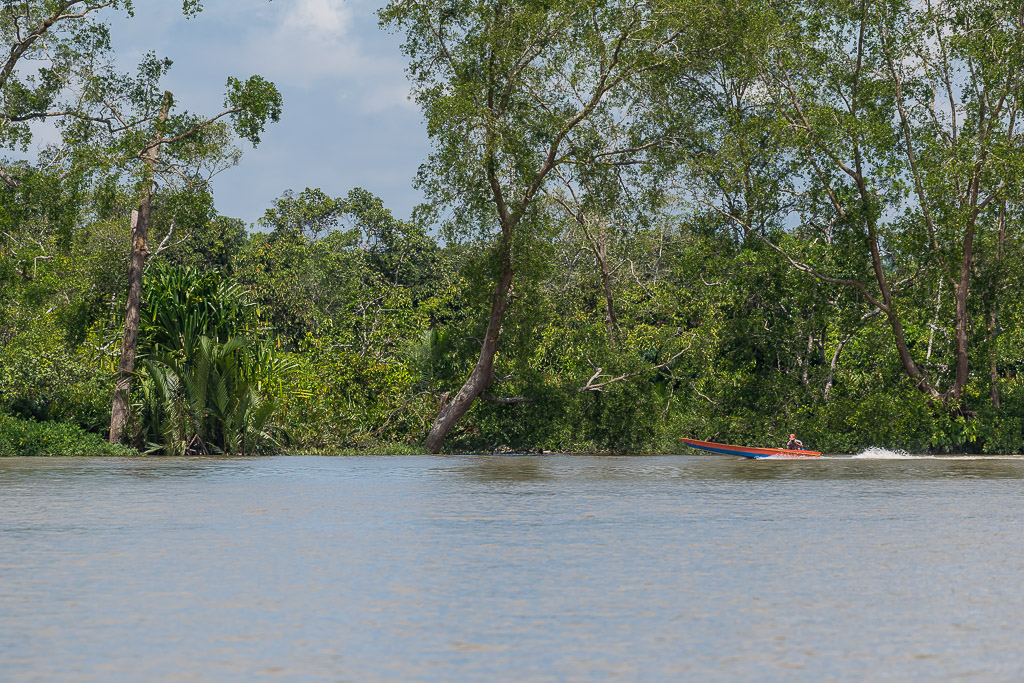 Petit bateau rapide écrasé par la haute forêt de la berge, vue large, Maratua, Kalimantan (Bornéo), Indonésie