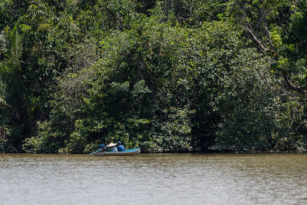 Personne seule dans une petite pirogue sous la dense végétation de la berge, Maratua, Kalimantan (Bornéo), Indonésie