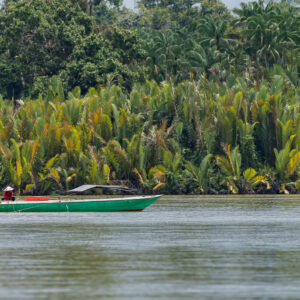 Pirogue verte en bois longeant une rive de palmiers nipa, Maratua, Kalimantan (Bornéo), Indonésie