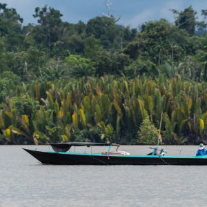 Bateau de passagers couvert en bois naviguant devant des palmiers nipa, Maratua, Kalimantan (Bornéo), Indonésie