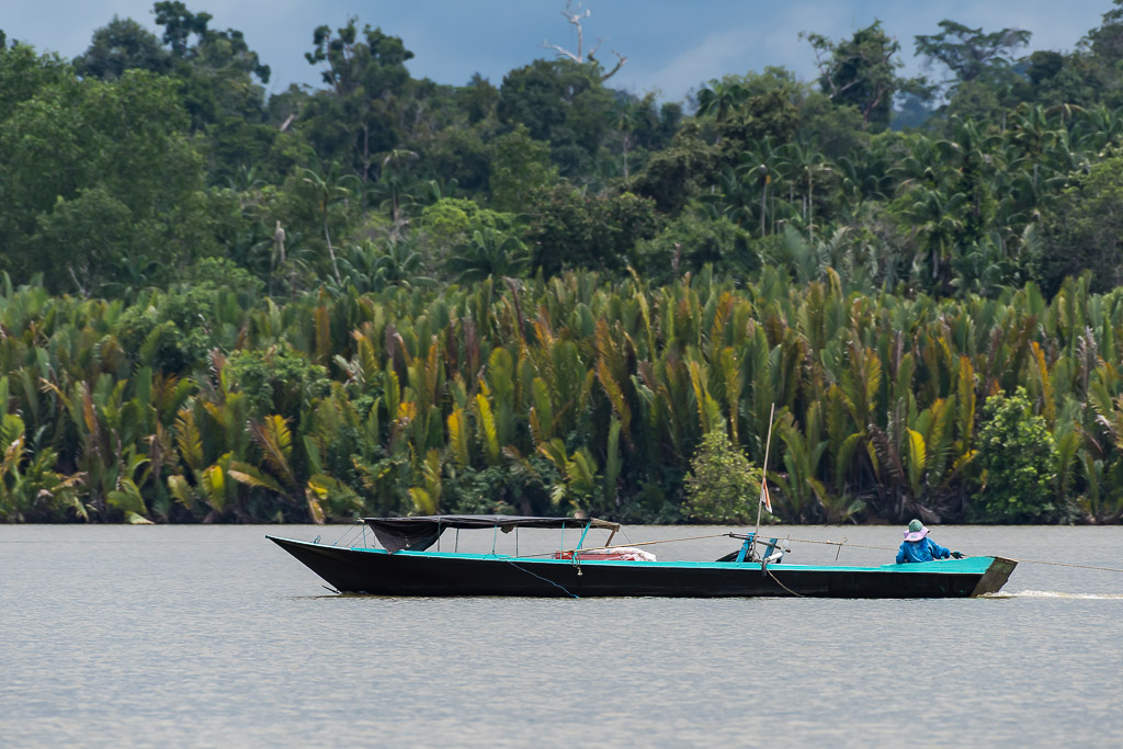 Bateau de passagers couvert en bois naviguant devant des palmiers nipa, Maratua, Kalimantan (Bornéo), Indonésie