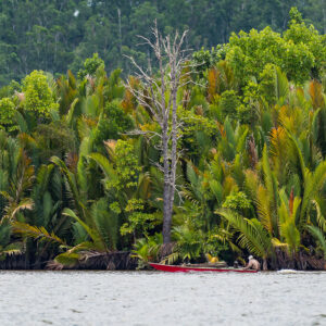 Small red canoe beneath dense nipa palms and a dead tree, Maratua, Kalimantan (Borneo), Indonesia