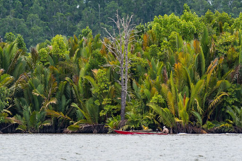 Small red canoe beneath dense nipa palms and a dead tree, Maratua, Kalimantan (Borneo), Indonesia