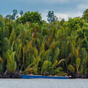 Pirogue bleue au pied d’un épais bosquet de palmiers nipa, Maratua, Kalimantan (Bornéo), Indonésie