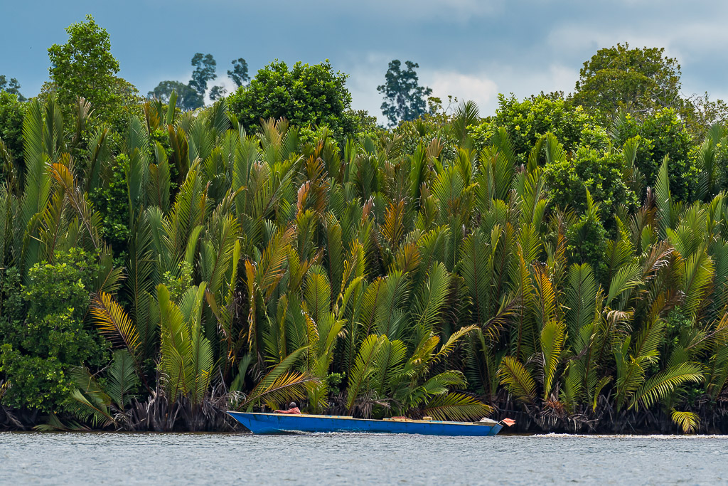 Pirogue bleue au pied d’un épais bosquet de palmiers nipa, Maratua, Kalimantan (Bornéo), Indonésie
