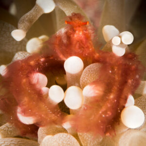 Hairy red orangutan crab nestled among white-tipped tentacles, macro, Maratua, Kalimantan (Borneo), Indonesia