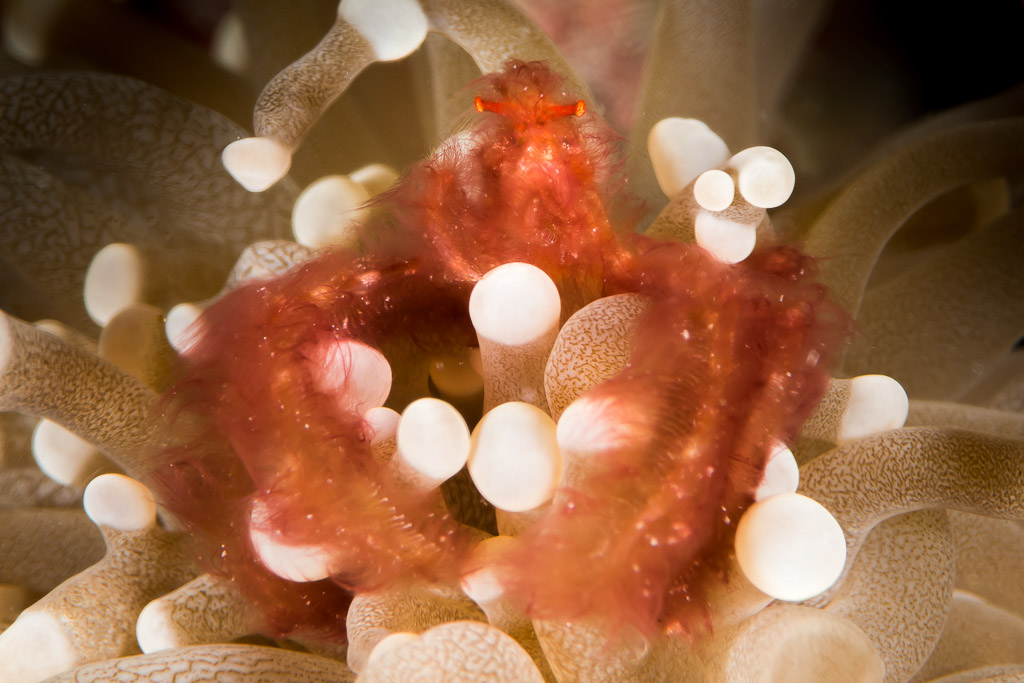 Hairy red orangutan crab nestled among white-tipped tentacles, macro, Maratua, Kalimantan (Borneo), Indonesia