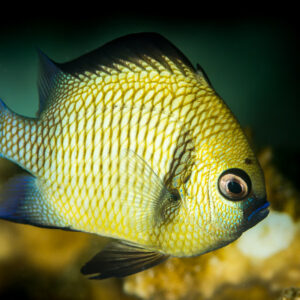 Yellow damselfish with reticulated scale pattern and blue fin edges, portrait, Maratua, Kalimantan (Borneo), Indonesia