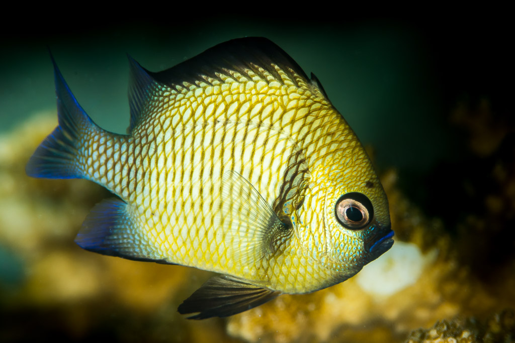 Yellow damselfish with reticulated scale pattern and blue fin edges, portrait, Maratua, Kalimantan (Borneo), Indonesia