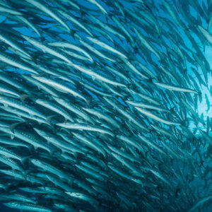 Dense school of barracudas swirling towards the sun, diagonal composition, Maratua, Kalimantan (Borneo), Indonesia