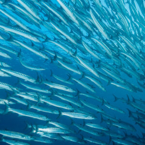 Mur de barracudas remplissant le cadre dans le bleu profond, Maratua, Kalimantan (Bornéo), Indonésie