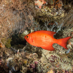 Red crescent-tail bigeye beneath a crinoid on the reef, Maratua, Kalimantan (Borneo), Indonesia