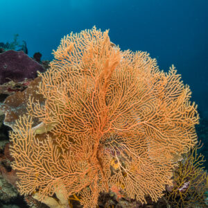 Orange gorgonian sea fan on a reef slope, vertical, Maratua, Kalimantan (Borneo), Indonesia