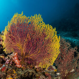 Yellow and red gorgonian sea fan on the reef slope, wide angle, Maratua, Kalimantan (Borneo), Indonesia