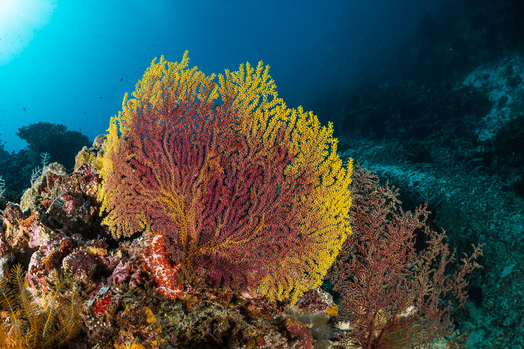 Yellow and red gorgonian sea fan on the reef slope, wide angle, Maratua, Kalimantan (Borneo), Indonesia