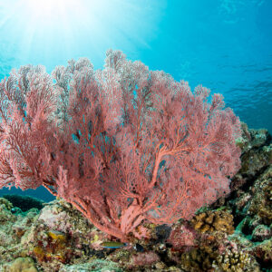 Large pink sea fan under sun rays bursting through the surface, Maratua, Kalimantan (Borneo), Indonesia