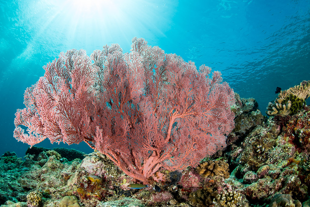 Large pink sea fan under sun rays bursting through the surface, Maratua, Kalimantan (Borneo), Indonesia
