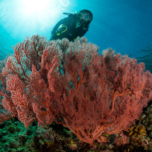 Scuba diver behind a large pink sea fan with sunburst, Maratua, Kalimantan (Borneo), Indonesia