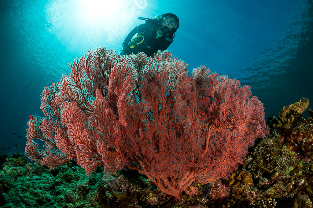 Scuba diver behind a large pink sea fan with sunburst, Maratua, Kalimantan (Borneo), Indonesia
