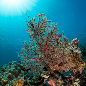 Sea fan on a reef outcrop under the sun, vertical wide angle, Maratua, Kalimantan (Borneo), Indonesia