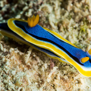 Blue Chromodoris nudibranch with yellow border crawling over rubble, Maratua, Kalimantan (Borneo), Indonesia