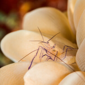 Transparent bubble coral shrimp with purple lines on bubble coral, Maratua, Kalimantan (Borneo), Indonesia