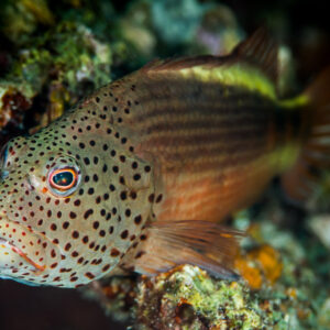 Freckled hawkfish perched on coral, head portrait, Maratua, Kalimantan (Borneo), Indonesia