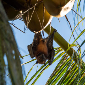 Flying fox hanging upside down beneath coconuts in a palm tree, Maratua, Kalimantan (Borneo), Indonesia