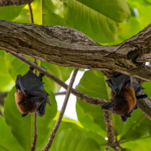 Two flying foxes hanging from a branch among large green leaves, Maratua, Kalimantan (Borneo), Indonesia