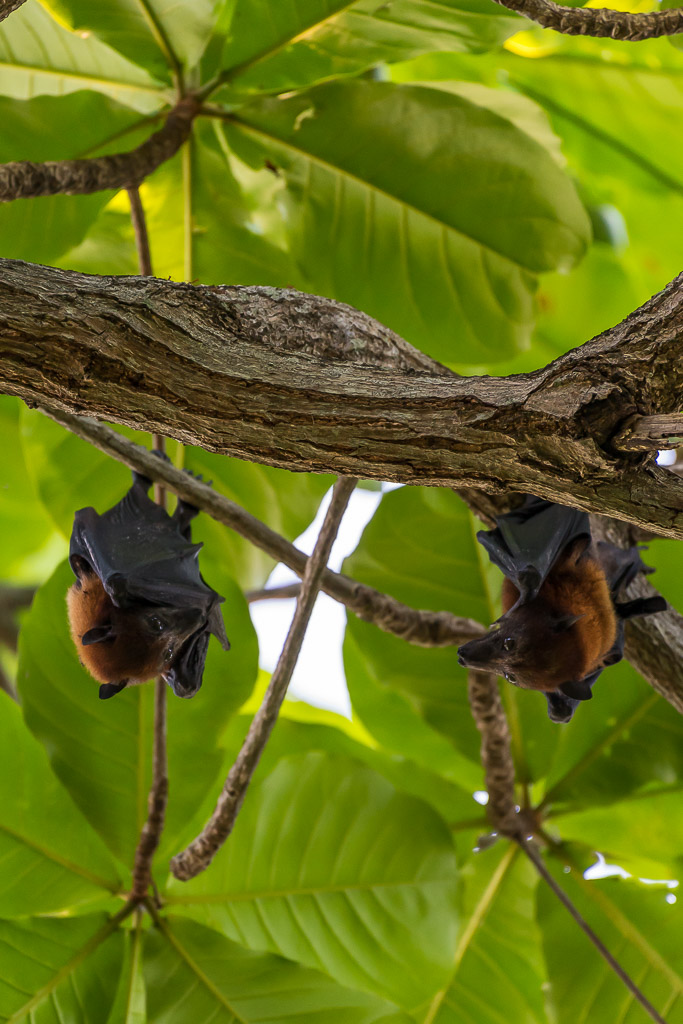 Two flying foxes hanging from a branch among large green leaves, Maratua, Kalimantan (Borneo), Indonesia